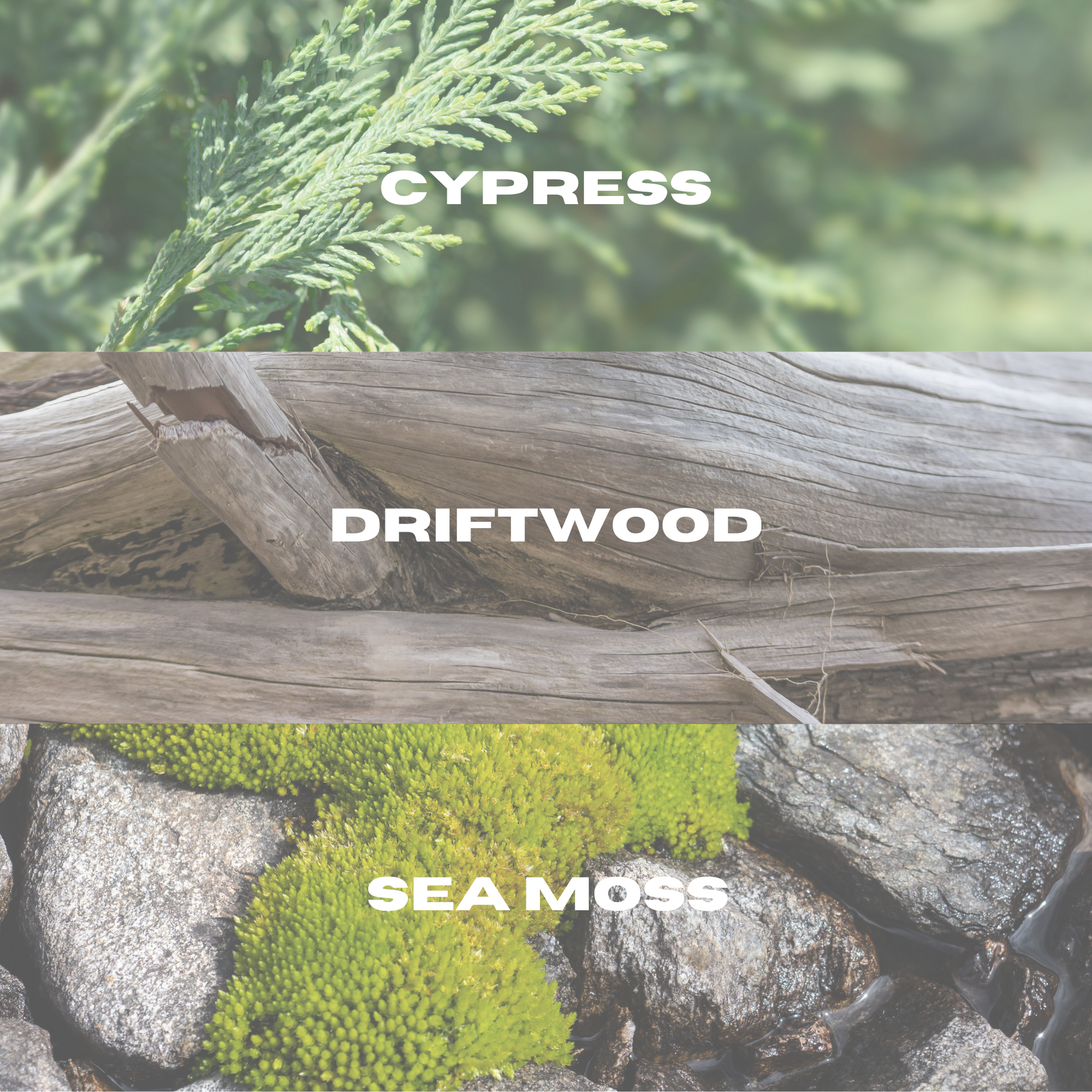 Zeezout Eau De Toilette Spray - 50ml 