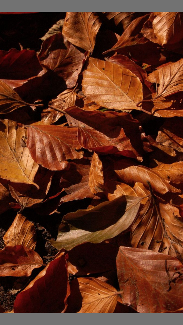 AUTUMN SCENTS