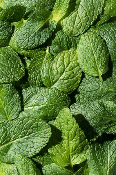 WILD MINT